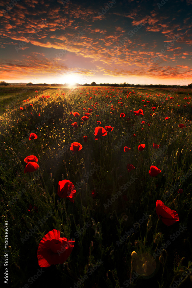 Beautiful sunset on the poppy field. Summer landscape. - obrazy, fototapety, plakaty 