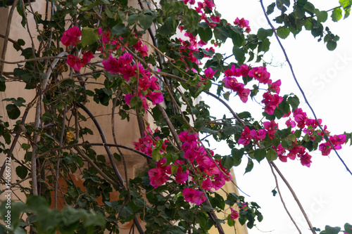 Blossoming bougainvillea flowers.