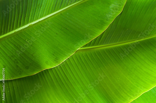 Close up to green banana leaf texture with water drop