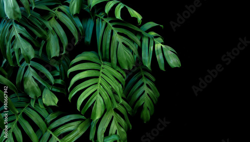 Fototapeta Zieleni liście Monstera zasadzają dorośnięcie w dzikim tropikalna lasowa roślina, wiecznozielony winograd na czarnym tle.