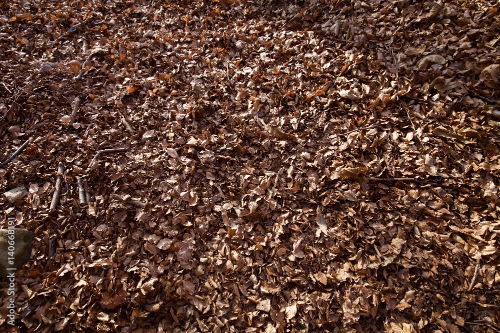 fogliame, autunno inverno, ai piedi del bosco fogliame, autunno inverno, ai piedi del bosco