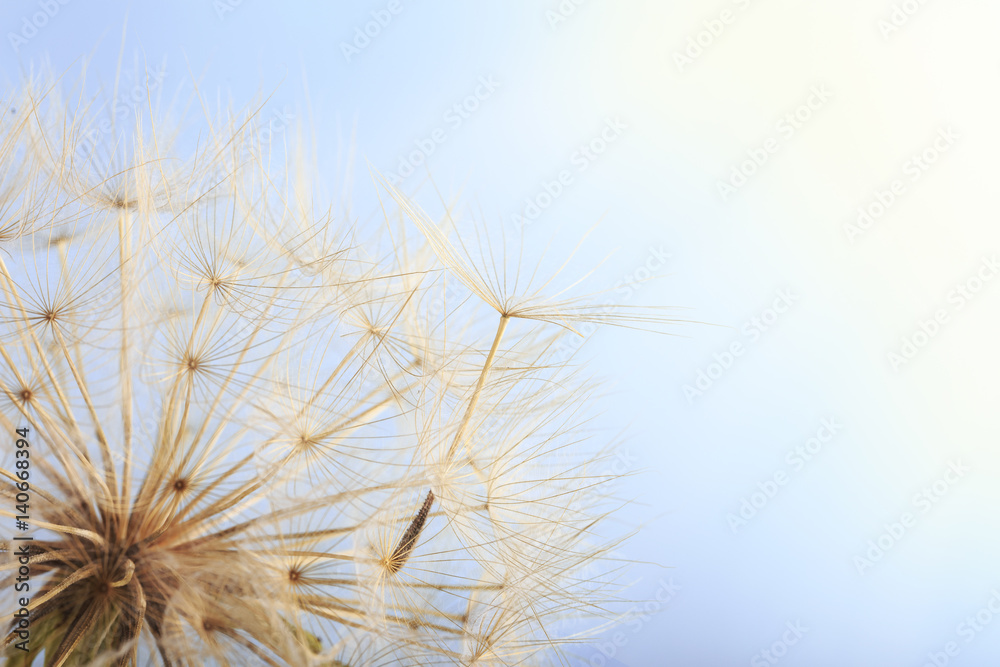 Obraz premium Dandelion seed blowing away against blue sky