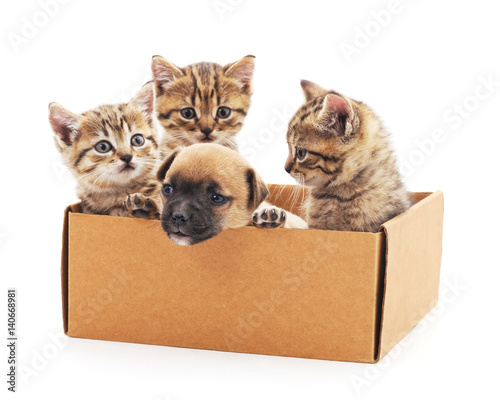 Kittens and a puppy in a box.