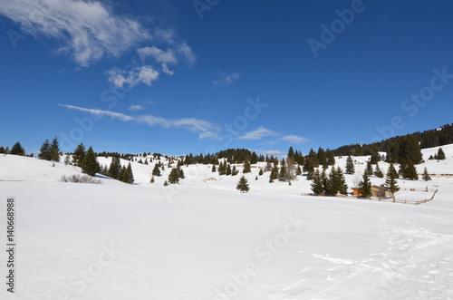 Alpe di Folgaria in inverno con alberi © sara