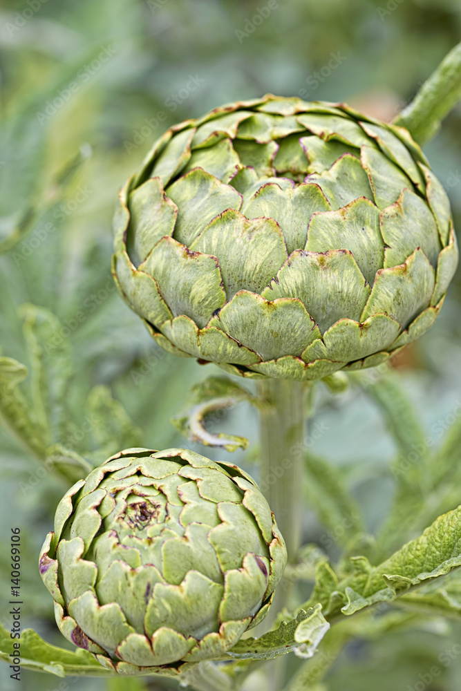 Obraz premium Artichokes