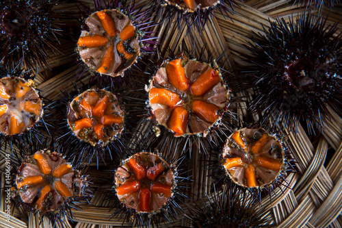 Schilderij op canvas Fresh sea urchins