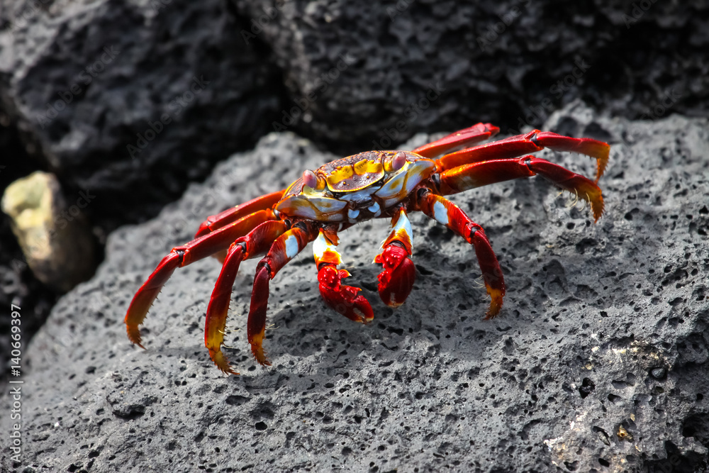 Sally Lightfoot Crab on a lava rocks, Galapagos Sally Lightfoot Crab on a lava rocks, Galapagos