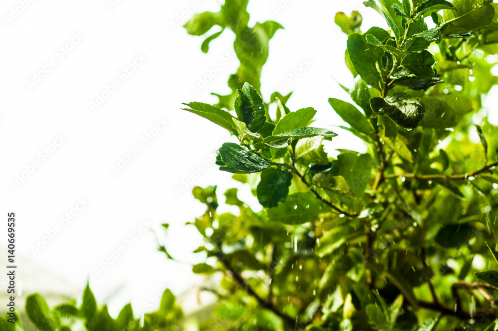 Green leaves of lime tree after rain with rain water drops Green leaves of lime tree after rain with rain water drops