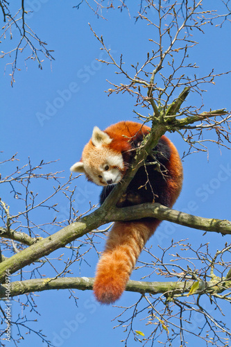 Red Panda