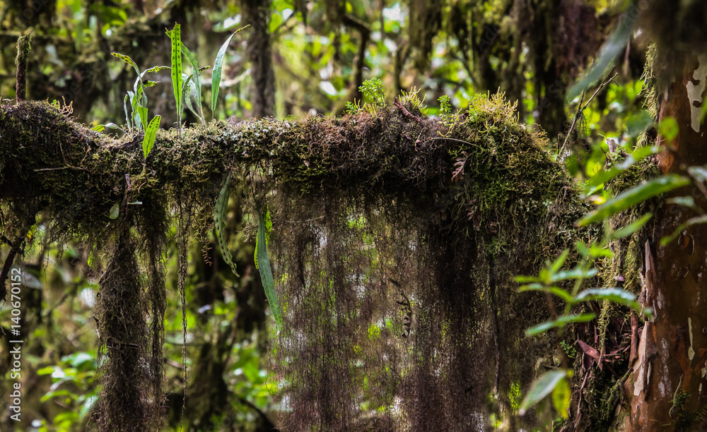 Epiphytes and moss in the rainforest of Isabela Island, Galapagos Epiphytes and moss in the rainforest of Isabela Island, Galapagos