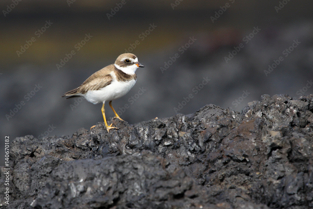 Semipalmated plover on lava rocks, Isabela Island, Galapagos Semipalmated plover on lava rocks, Isabela Island, Galapagos