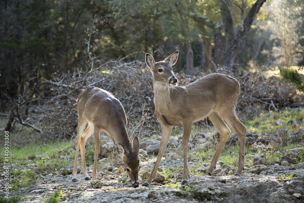 Deer Deer