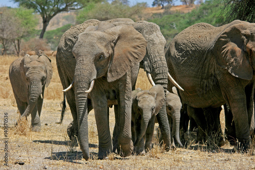 Elefantenherde mit Jungtieren