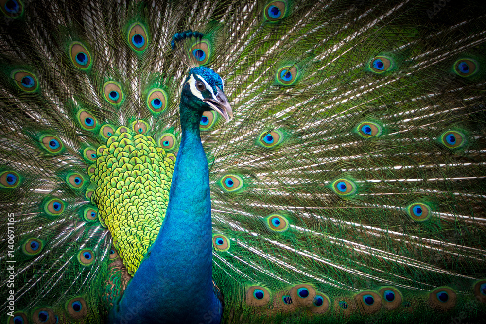 Obraz premium Peacock - male spreading tail