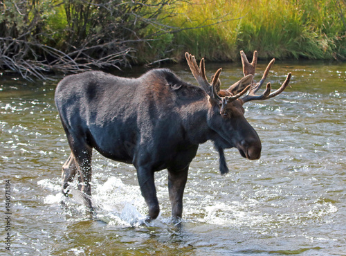 Adult Bull moose with shedding velvet antlers crossing the Fish Creek tributary of the Snake River in Wyoming USA