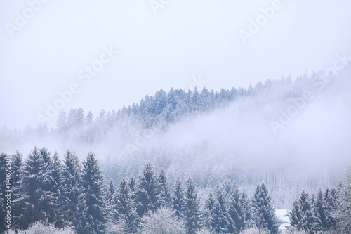 fog over coniferous winter forest