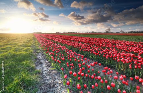 red tulip field and beautiful sky