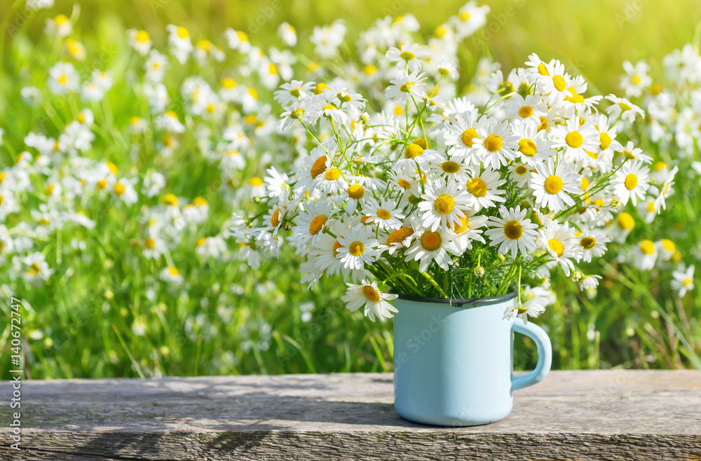 Bouquet of beautiful daisies in summer garden