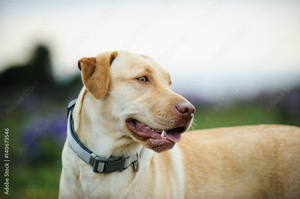 Yellow Labrador Retriever dog portrait