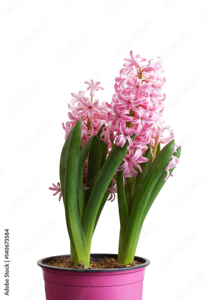 Closeup pink Hyacinth flower seedlings isolated on white Closeup pink Hyacinth flower seedlings isolated on white