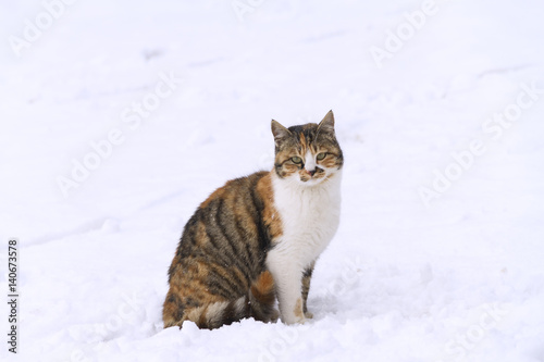 tabby cat, winter © zera ruzgar
