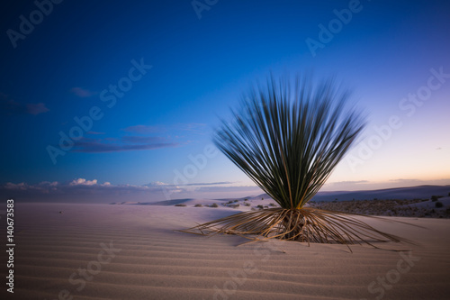 White Sands Cactus at Sunset. a cactus plant in the white sands of New Mexico dune during sunset