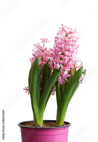 Closeup pink Hyacinth flower seedlings isolated on white