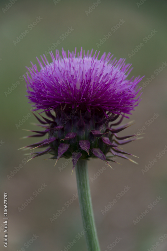 purple flower purple flower