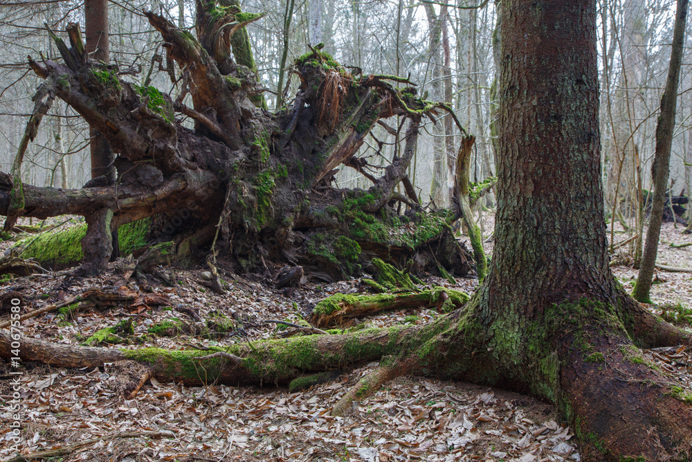 Broken spruce tree roots partly declined Broken spruce tree roots partly declined