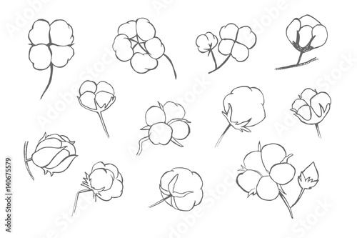 Vector set of hand draw ink cotton plant. Cotton icons illustration set. Can be used as logo, labels, stickers and emblems. Doodle branch of cotton. Sketch. 