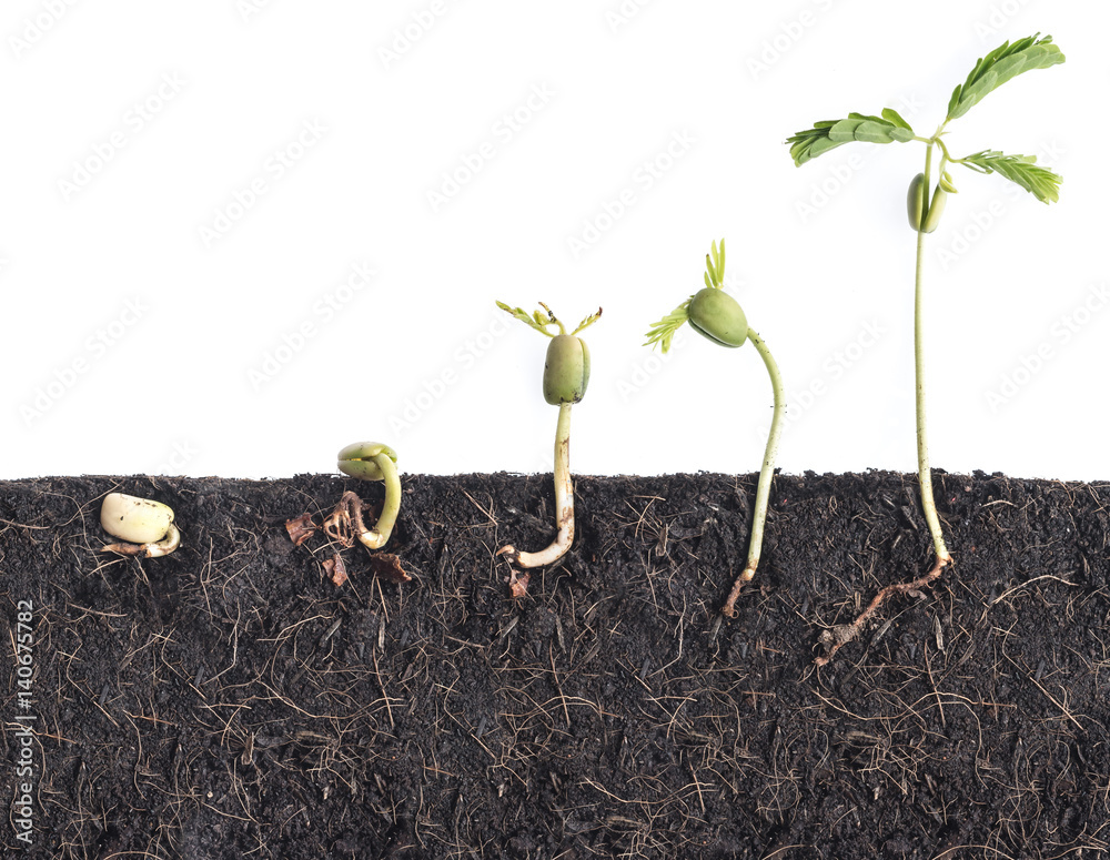 Fotka „Growing plants,Bean seed germination different stages with