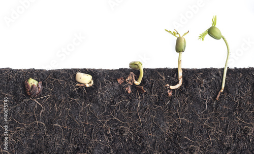 Growing plants,Bean seed germination different stages with underground root visible