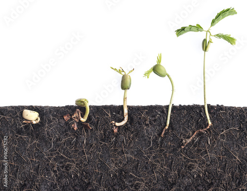Billede på lærred Growing plants,Bean seed germination different stages with underground root visi