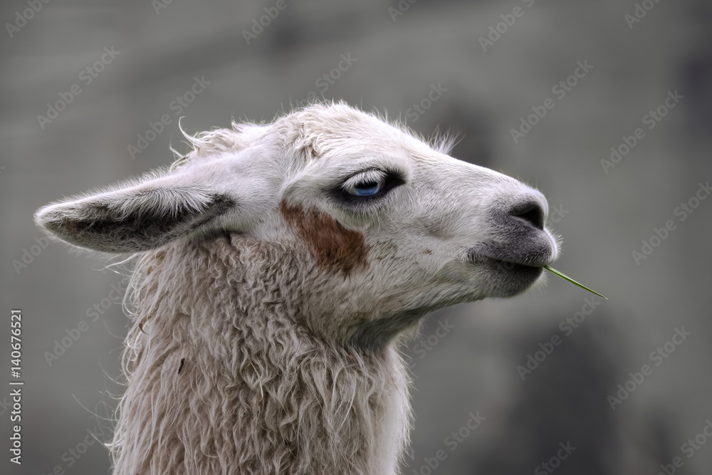 Portrait of a white Llama with brown spot in face, Ecuador Portrait of a white Llama with brown spot in face, Ecuador