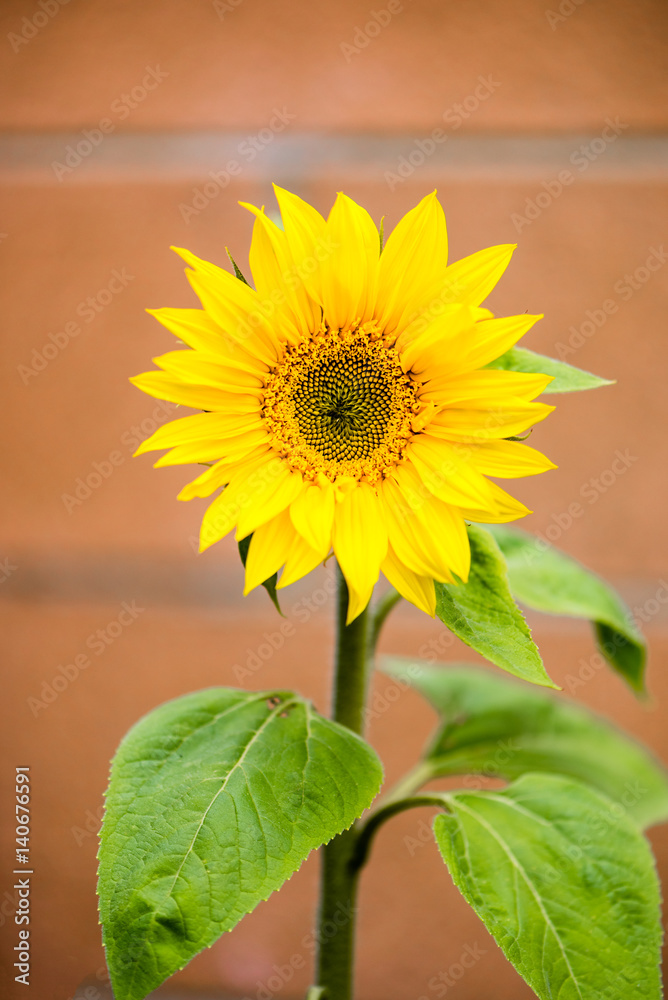 Obraz premium Single sunflower in front of red brick wall.