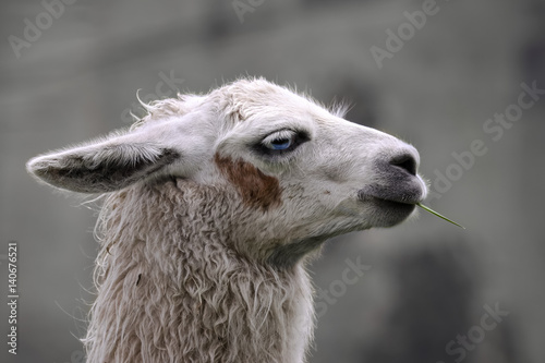 Portrait of a white Llama with brown spot in face, Ecuador © Uwe Bergwitz