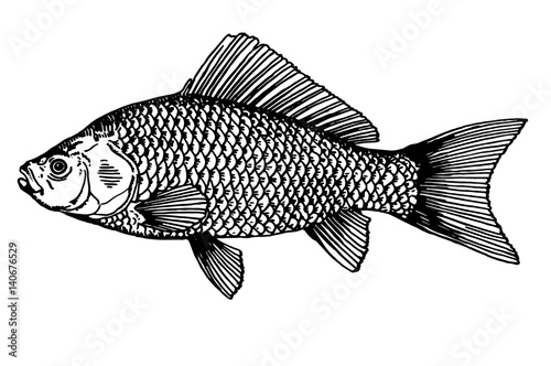 sketch tattoo fish realistic