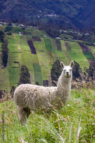 Llama in beautiful andean scenery with steep fields in the background, Ecuador © Uwe Bergwitz