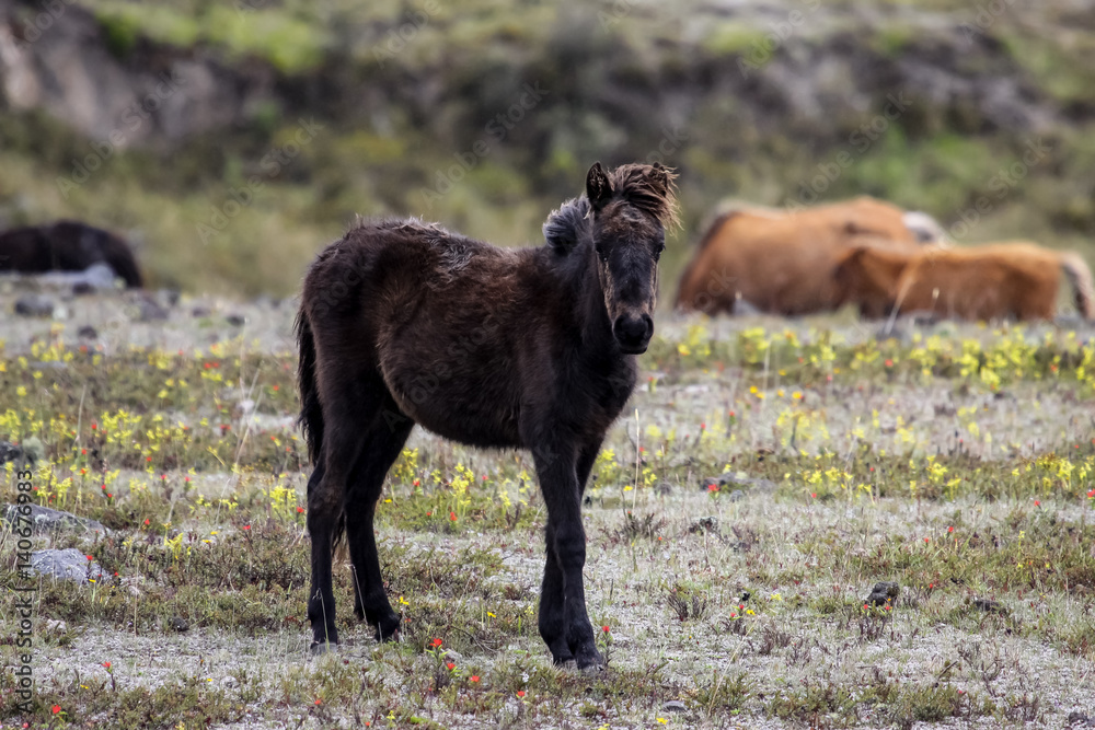 Young Wild horse on a plain with yellow and red wildflowers, brown wildhorses in the back, Cotopaxi National Park, Ecuador Young Wild horse on a plain with yellow and red wildflowers, brown wildhorses in the back, Cotopaxi National Park, Ecuador