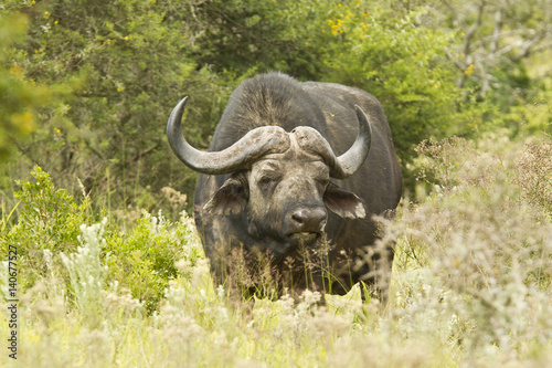 Large Buffalo in thick grass