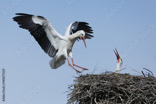 White stork landing on the nest
