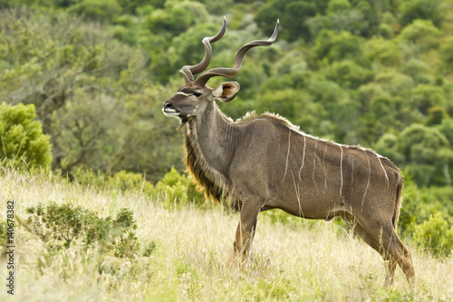 Large Kudu bull standing on a hill