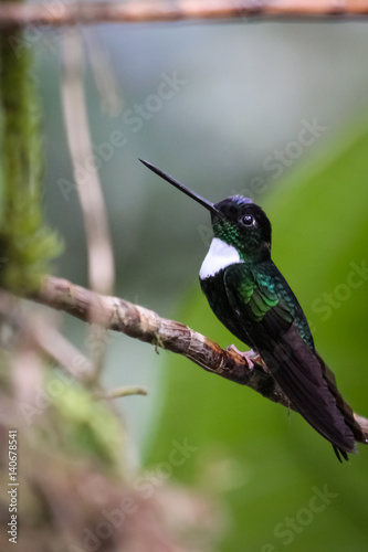 Collared inca hummingbird perching on a branch in the rainforest, Bellavista, Ecuador