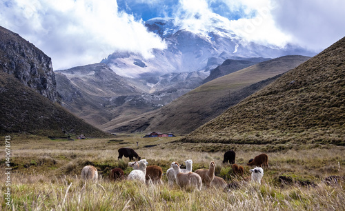 Scenic view to Volcano Chimborazo with lamas in the foreground, Road of Volcanoes, Ecuador