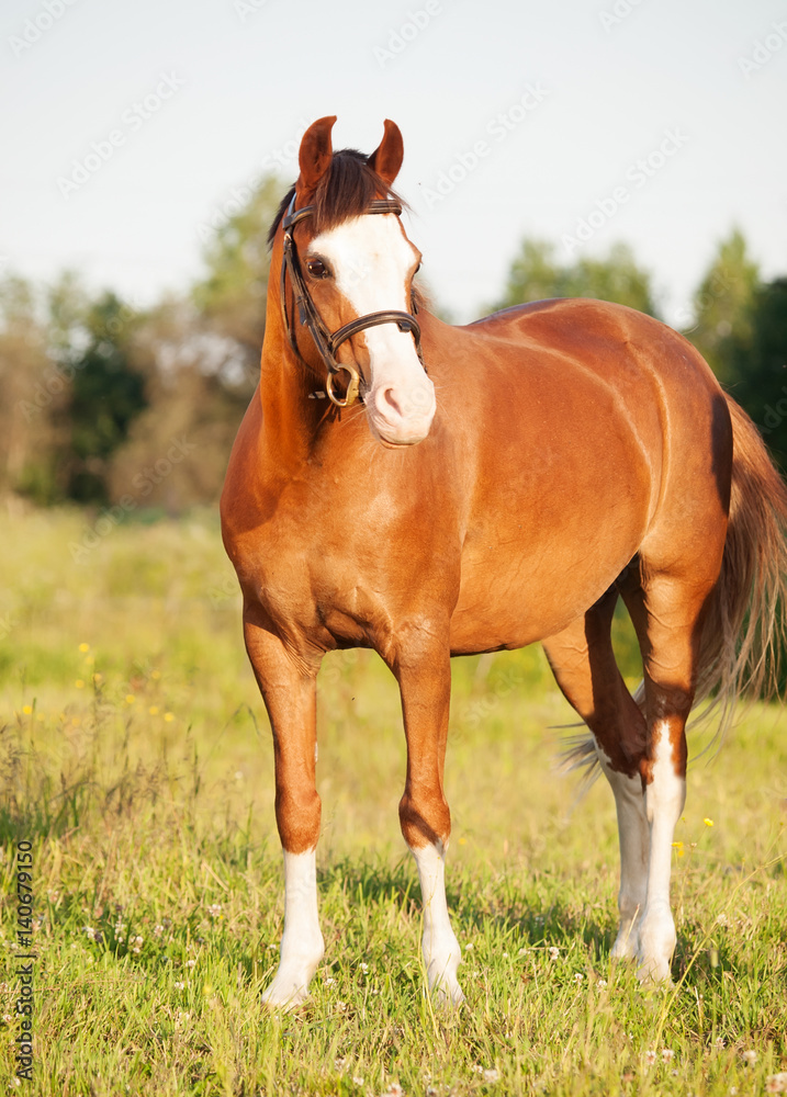 Fototapeta premium beautiful welsh pony mare posing in meadow