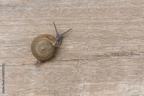 Snail crawling on the wooden floor.