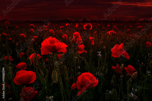 Beautiful field of red poppies in the dark sunset light. © macrowildlife