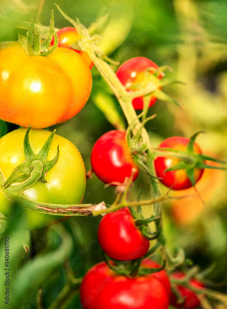 Reifende rote und gelbe Strauchtomaten 