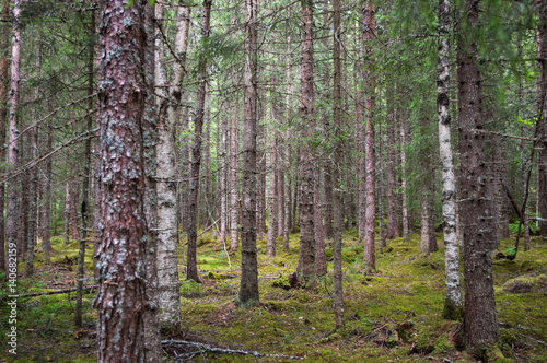 Forêt de pins et bouleaux © MARC MEINAU