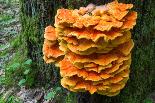 Old giant Sulphur Shelf photo